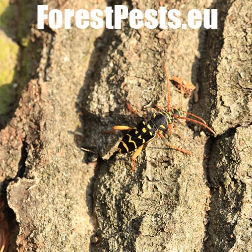 Fuz&aacute;č dubov&yacute;