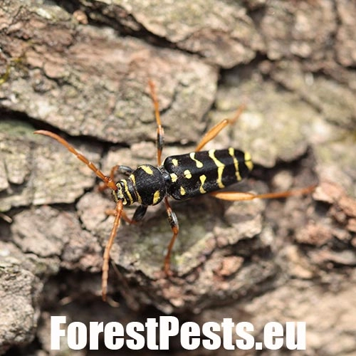 Fuz&aacute;č dubov&yacute;