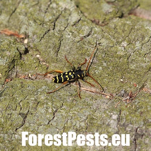 Fuz&aacute;č dubov&yacute;