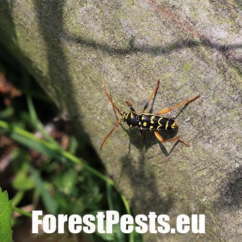 Fuz&aacute;č dubov&yacute;