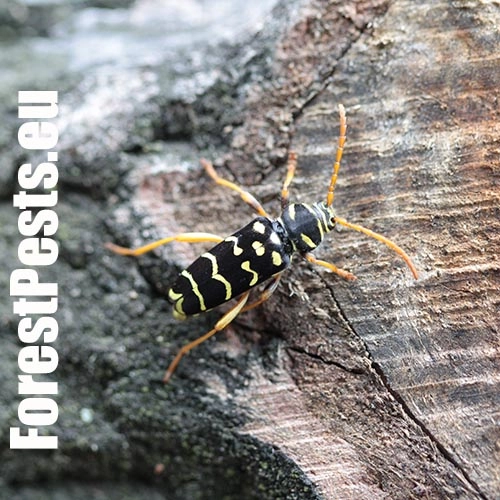 Fuz&aacute;č dubov&yacute;