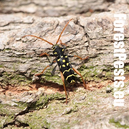 Fuz&aacute;č dubov&yacute;