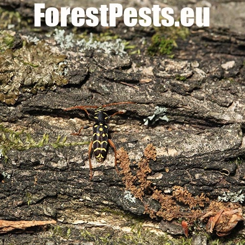 Fuz&aacute;č dubov&yacute;