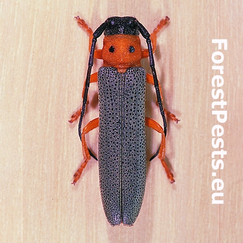 Fuz&aacute;č dvojbodkov&yacute;