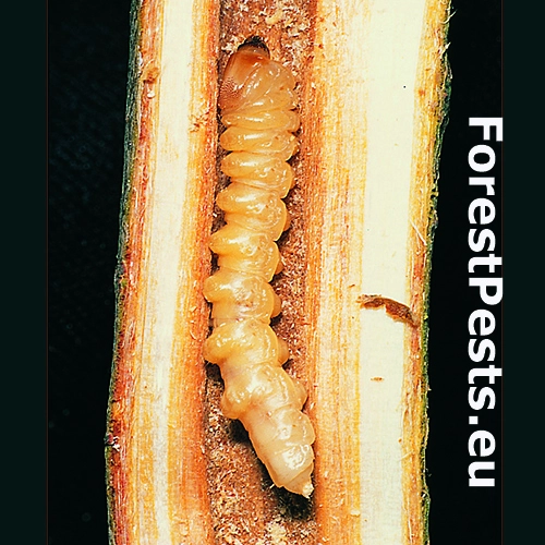 Fuz&aacute;č dvojbodkov&yacute;