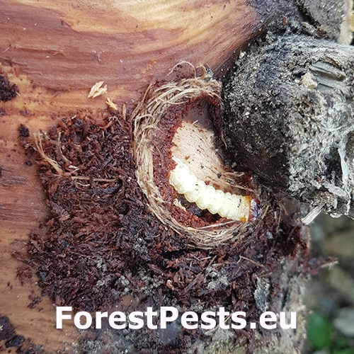 Fuz&aacute;č k&ocirc;rov&yacute;