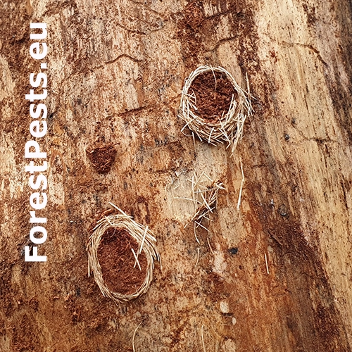 Fuz&aacute;č k&ocirc;rov&yacute;