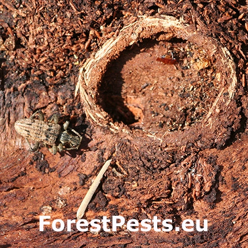 Fuz&aacute;č k&ocirc;rov&yacute;