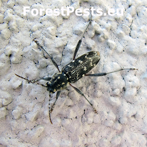 Fuz&aacute;č pestr&yacute;