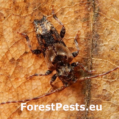 Fuz&aacute;č Pogonocherus hispidus