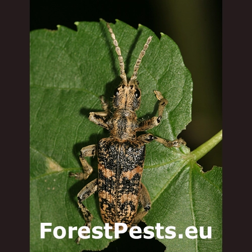Fuz&aacute;č Rhagium mordax