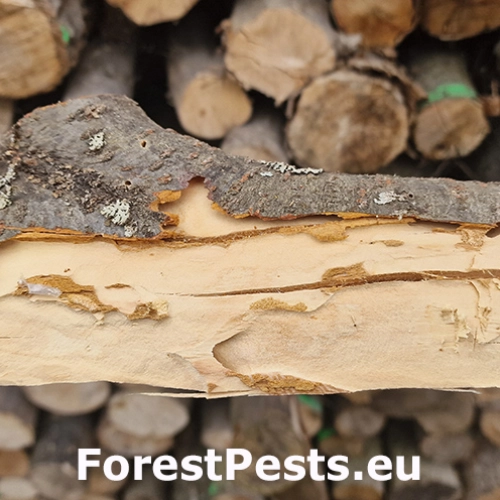 Fuz&aacute;č Ropalopus clavipes