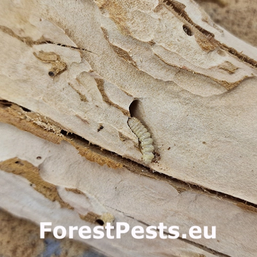 Fuz&aacute;č Ropalopus clavipes