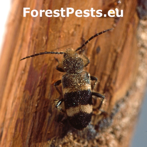 Fuzáč Semanotus laurasi