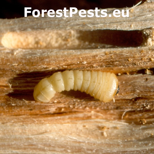 Fuzáč Semanotus laurasi