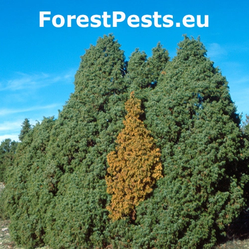 Fuzáč Semanotus laurasi