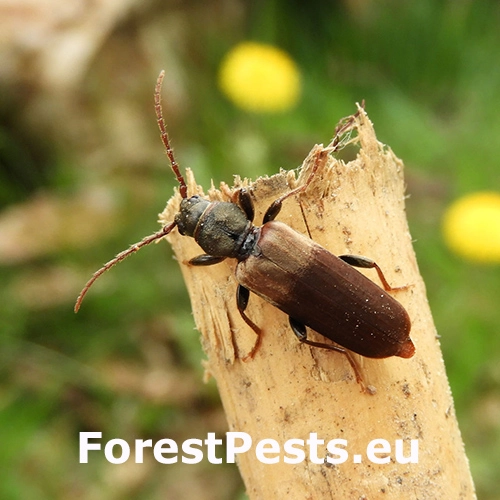 Fuz&aacute;č sivohned&yacute;