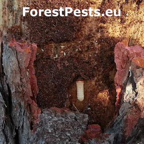 Fuz&aacute;č smrekovcov&yacute;