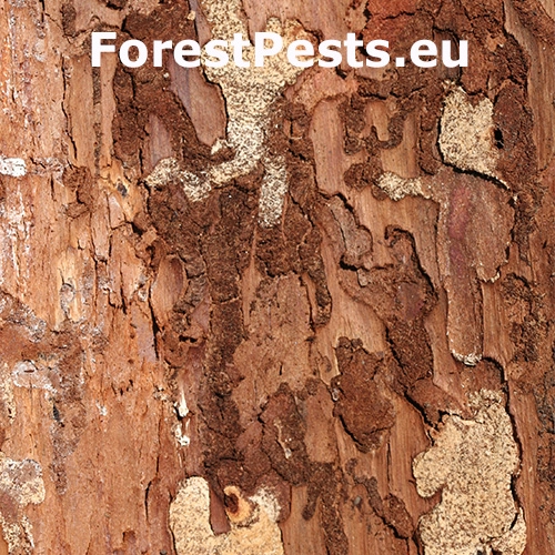 Fuz&aacute;č smrekovcov&yacute;