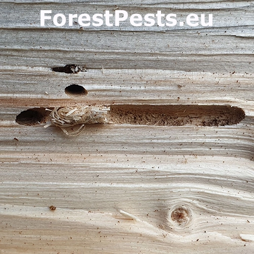 Fuz&aacute;č smrekov&yacute;