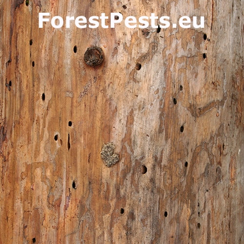 Fuz&aacute;č smrekov&yacute;