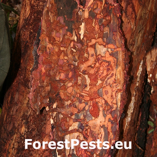 Fuz&aacute;č smrekov&yacute;