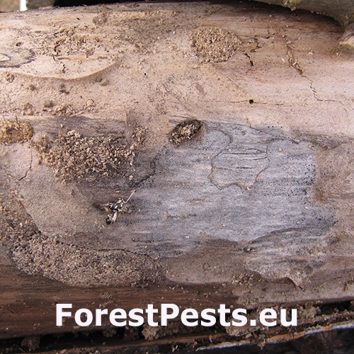 Fuz&aacute;č Trichoferus campestris