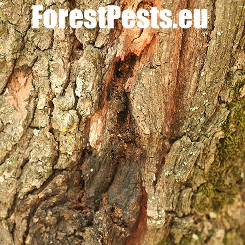 Fuz&aacute;č veľk&yacute;