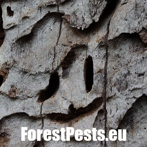 Fuz&aacute;č veľk&yacute;