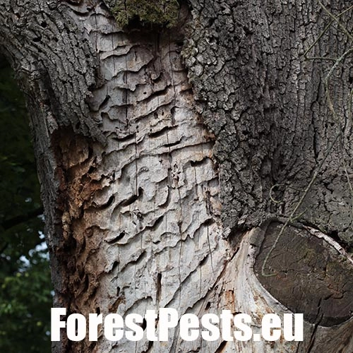 Fuz&aacute;č veľk&yacute;