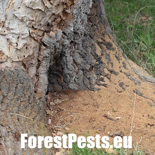 Fuz&aacute;č veľk&yacute;