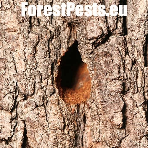 Fuz&aacute;č veľk&yacute;