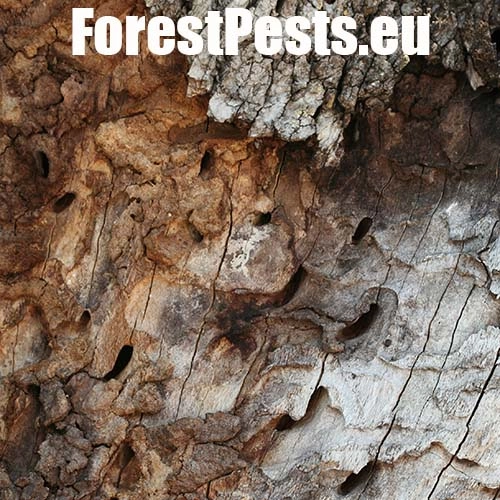 Fuz&aacute;č veľk&yacute;