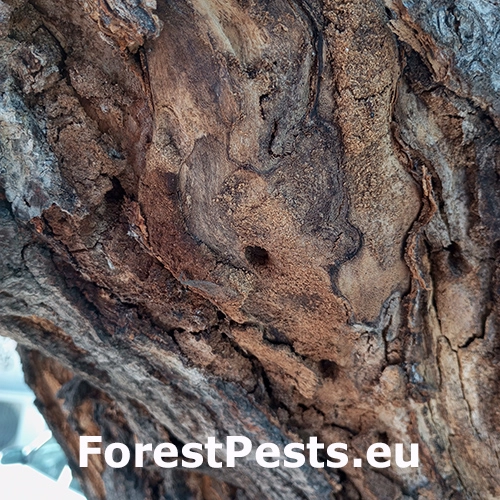 Fuz&aacute;č Xylotrechus chinensis