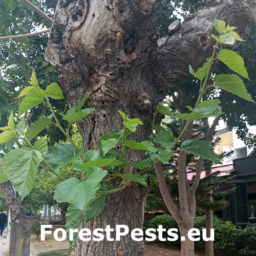 Fuz&aacute;č Xylotrechus chinensis