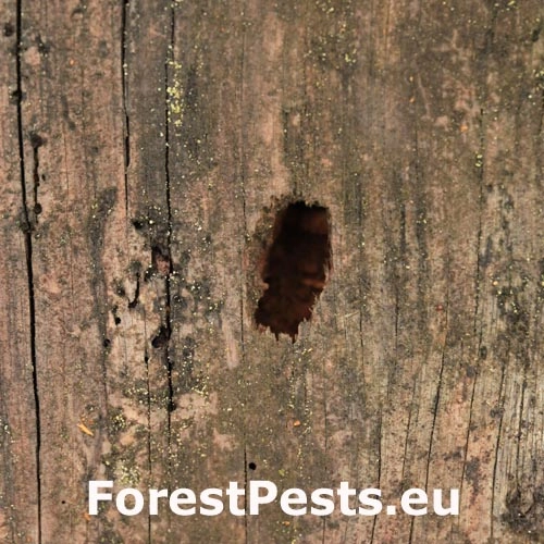 Fuz&aacute;č zavalit&yacute;