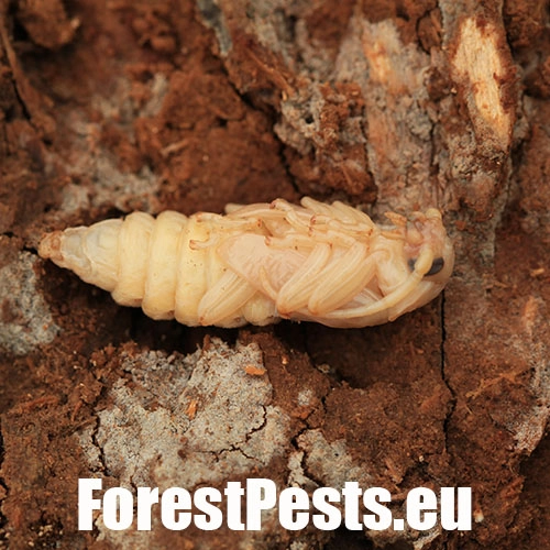 Fuz&aacute;č zavalit&yacute;