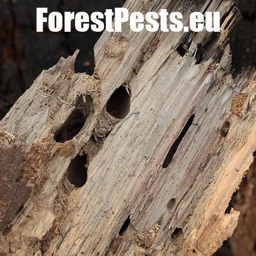 Fuz&aacute;č zavalit&yacute;