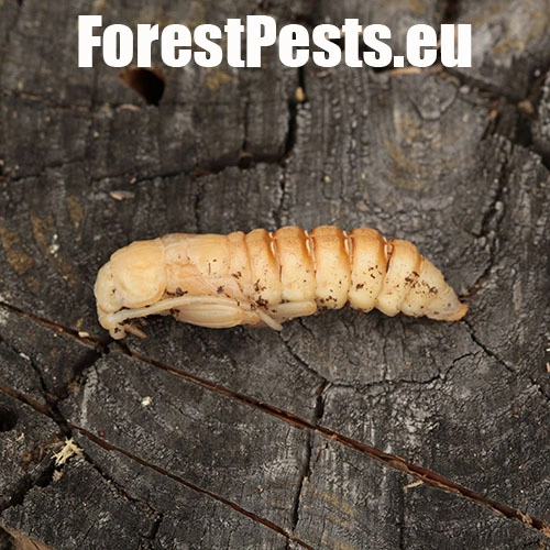 Fuz&aacute;č zavalit&yacute;