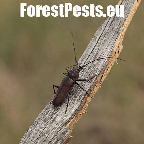 Fuz&aacute;č zavalit&yacute;