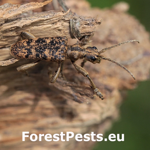 Fuz&aacute;č žlto&scaron;kvrn&yacute;