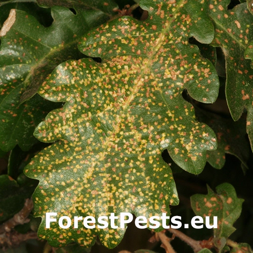 Fylox&eacute;ra na duboch