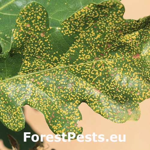 Fylox&eacute;ra na duboch