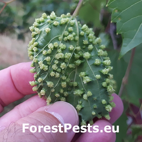 Fylox&eacute;ra viničov&aacute;