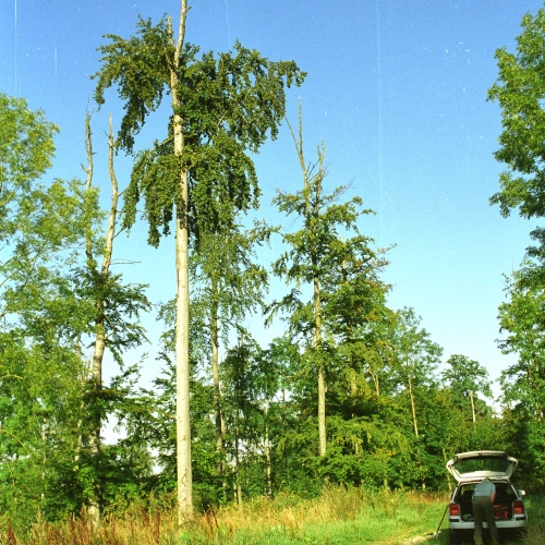 Fytoft&oacute;ra kambiov&aacute;