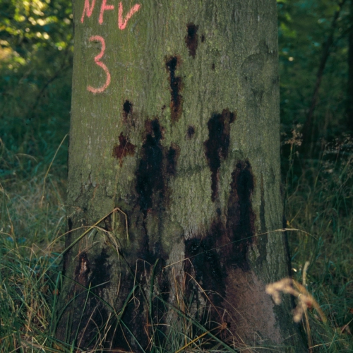 Fytoft&oacute;ra kambiov&aacute;