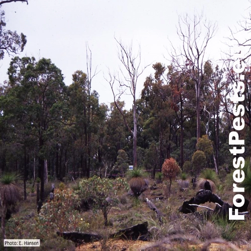 Fytoft&oacute;ra &scaron;koricov&aacute;