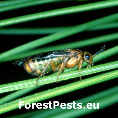 Hreben&aacute;rka Gilpinia pallida