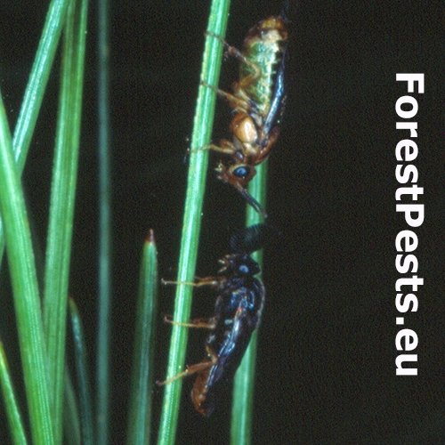 Hreben&aacute;rka Gilpinia pallida