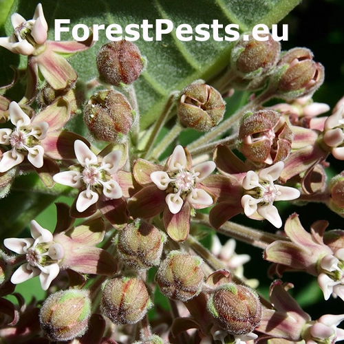 Glejovka americk&aacute; 